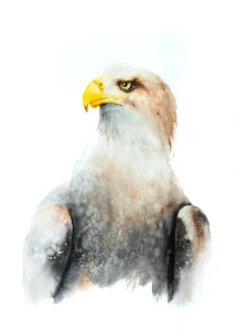 Adler DSC 1925